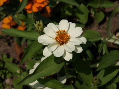White Garden Flower.JPG